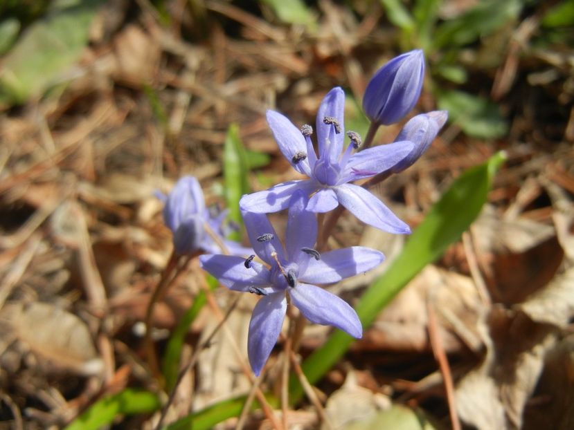 Scilla bifolia (2018, March 14) - SCILLA Bifolia_Alpine Squill