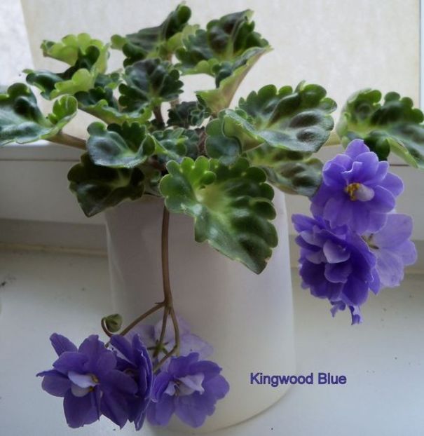 kingwood blue - Abutiloni