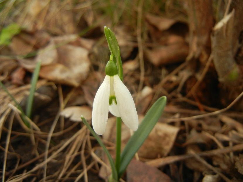 Snowdrops_Ghiocei (2018, February 03) - GHIOCEI_Galanthus nivalis