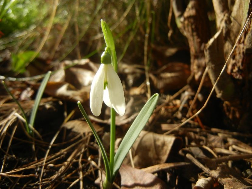 Snowdrops_Ghiocei (2018, February 03) - GHIOCEI_Galanthus nivalis