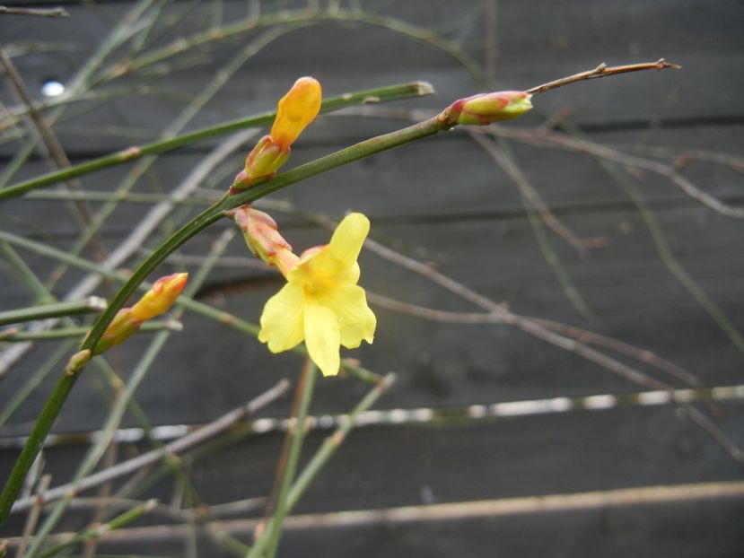 Jasminum nudiflorum(2018, February 04) - JASMINUM Nudiflorum