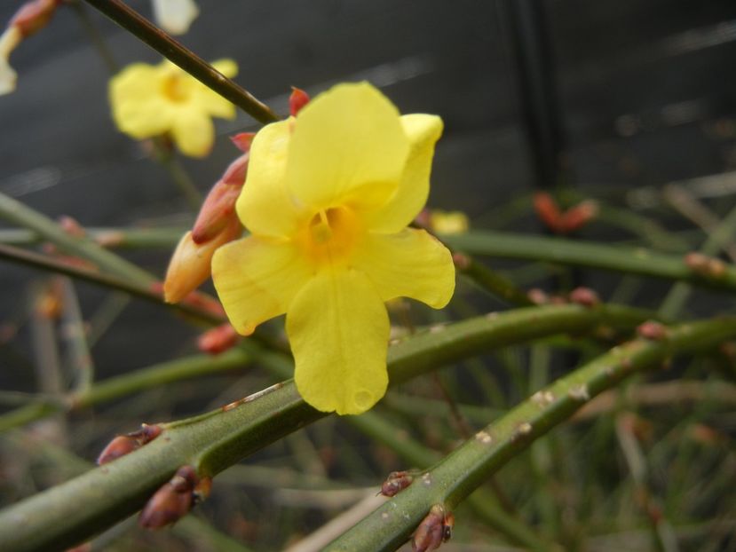 Jasminum nudiflorum(2018, February 04) - JASMINUM Nudiflorum