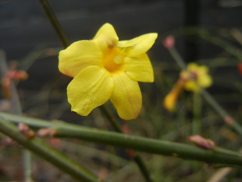 Jasminum nudiflorum(2018, February 04) - JASMINUM Nudiflorum