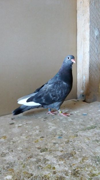  - pierduti la primul zbor