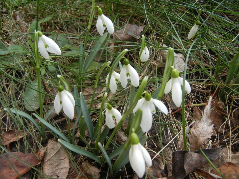 Snowdrops_Ghiocei (2018, February 09) - GHIOCEI_Galanthus nivalis