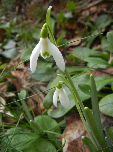 Snowdrops_Ghiocei (2018, February 09) - GHIOCEI_Galanthus nivalis