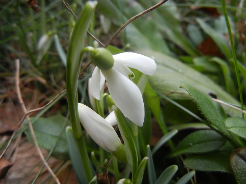 Snowdrops_Ghiocei (2018, February 09) - GHIOCEI_Galanthus nivalis