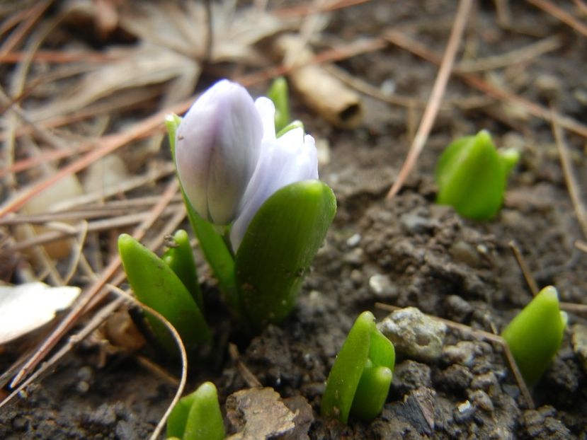 Scilla tubergeniana (2016, Feb.09) - SCILLA Tubergeniana_White Sq