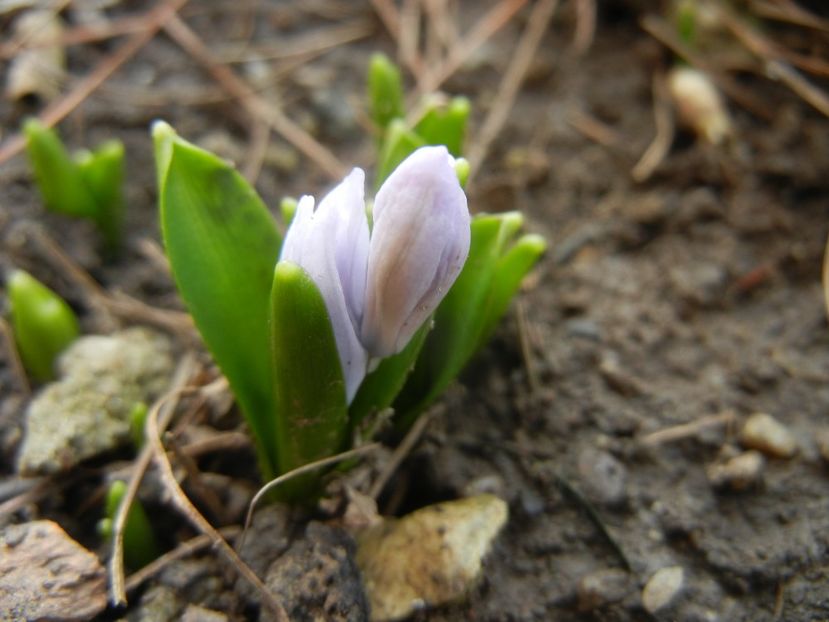 Scilla tubergeniana (2016, Feb.09) - SCILLA Tubergeniana_White Sq