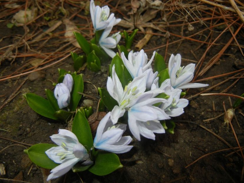 Scilla tubergeniana (2016, Feb.18) - SCILLA Tubergeniana_White Sq