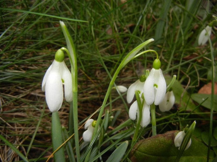 Snowdrops_Ghiocei (2018, February 18) - GHIOCEI_Galanthus nivalis