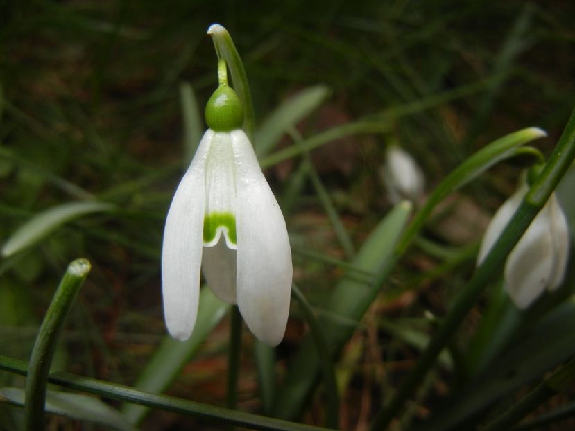 Snowdrops_Ghiocei (2018, February 18) - GHIOCEI_Galanthus nivalis