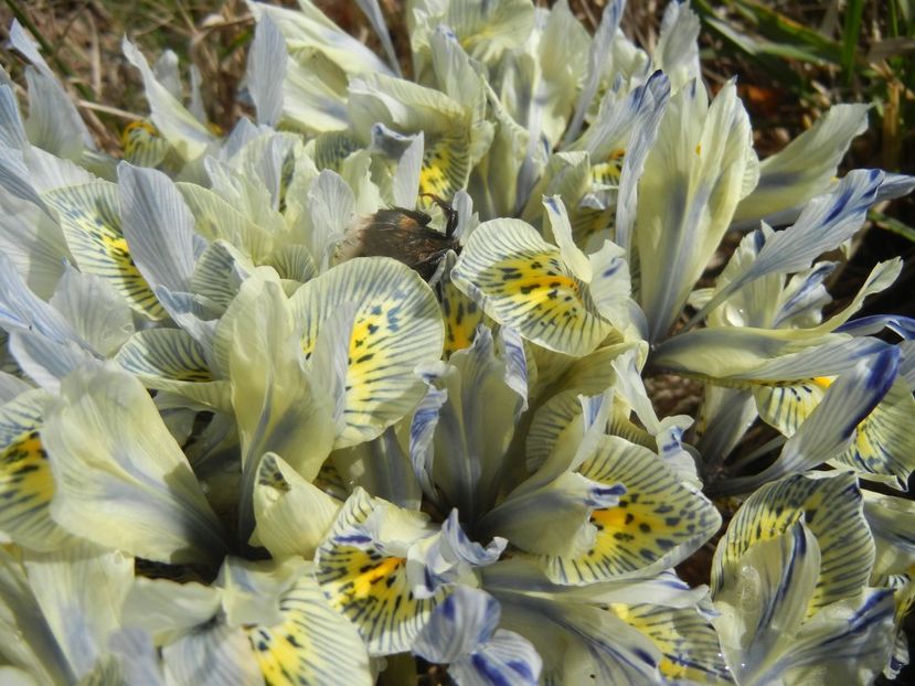 Iris Katharine Hodgkin (2018, March 14) - Iris reticulata Katharine Hodgkin