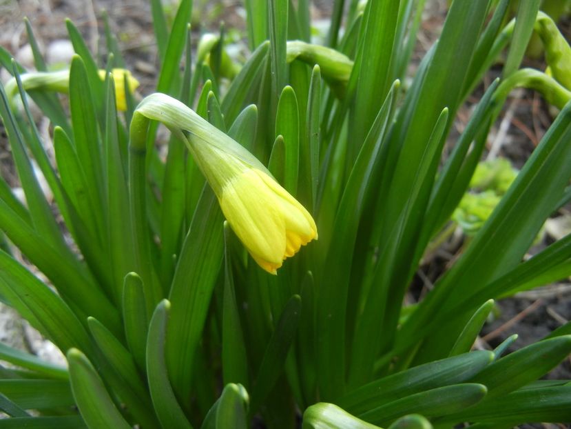 Narcissus Tete-a-Tete (2018, March 15) - Narcissus Tete-a-Tete