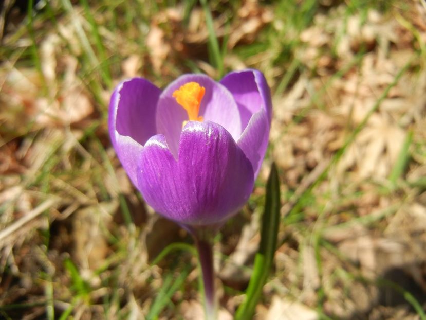 Crocus Flower Record (2018, March 15) - Crocus Flower Record