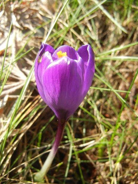 Crocus Flower Record (2018, March 15) - Crocus Flower Record