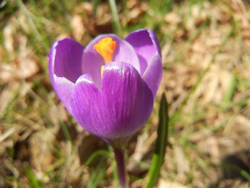Crocus Flower Record (2018, March 15) - Crocus Flower Record