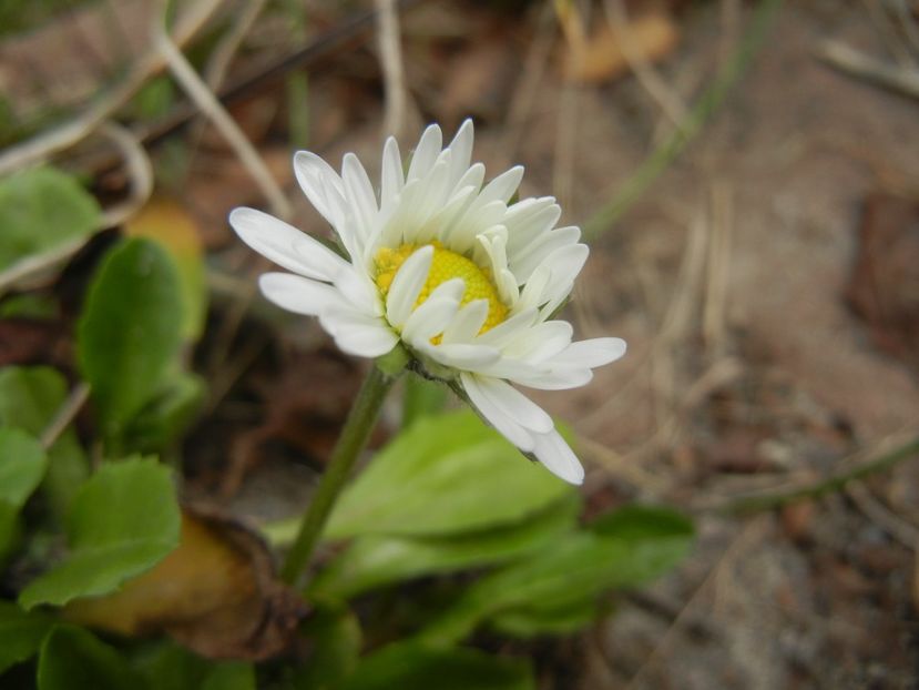 Bellis perennis (2018, March 17) - BELLIS Perennis