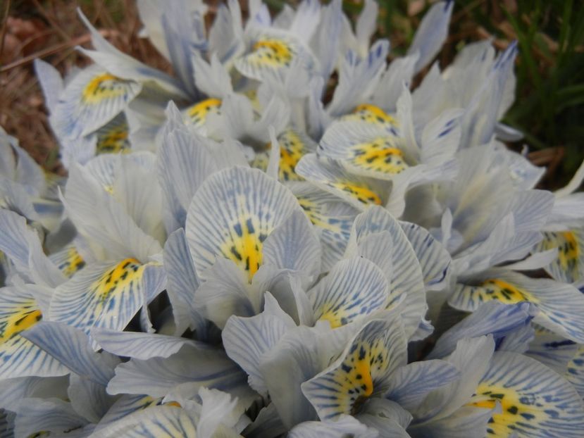 Iris Katharine Hodgkin (2018, March 17) - Iris reticulata Katharine Hodgkin