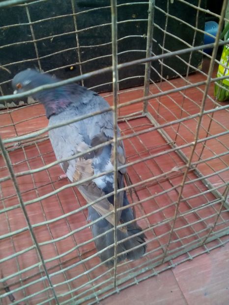  - porumbei culori deosebite