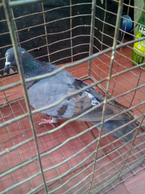  - porumbei culori deosebite