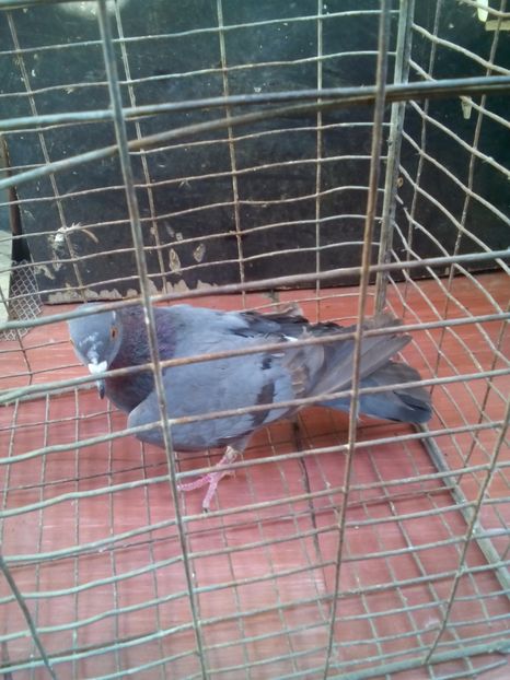  - porumbei culori deosebite