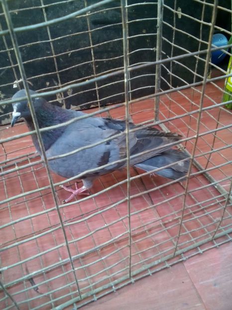  - porumbei culori deosebite