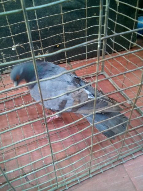  - porumbei culori deosebite