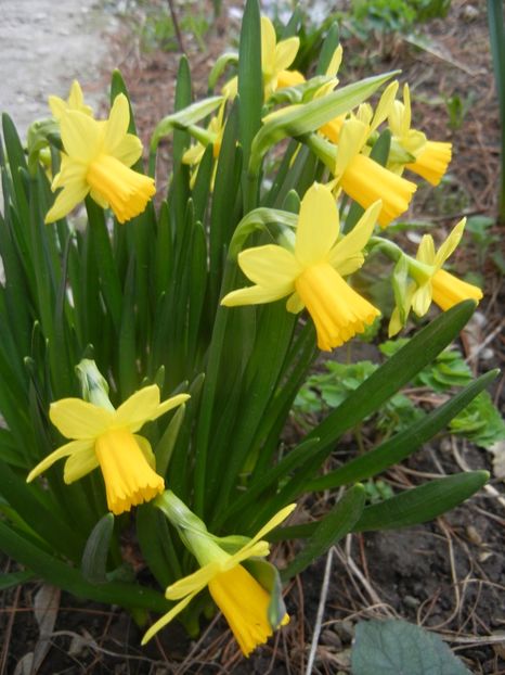 Narcissus Tete-a-Tete (2018, March 17) - Narcissus Tete-a-Tete