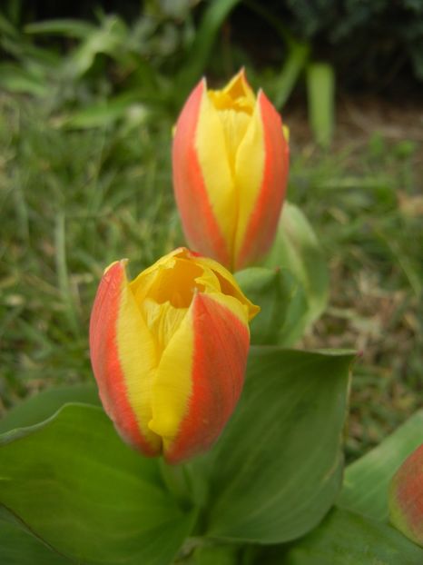 Tulipa Stresa (2018, March 31) - Tulipa Stresa