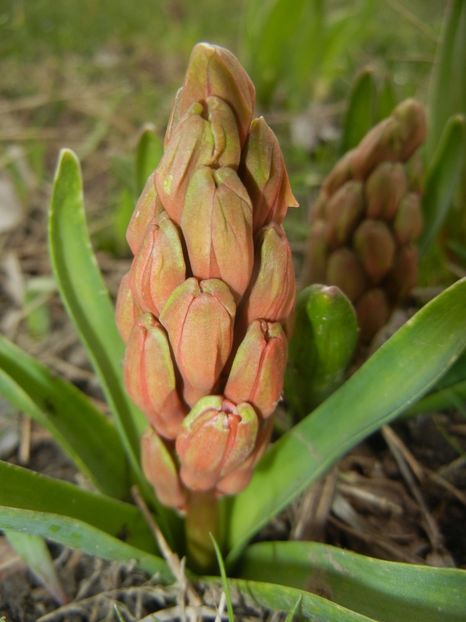 Hyacinth Amsterdam (2018, March 31) - Hyacinth Amsterdam