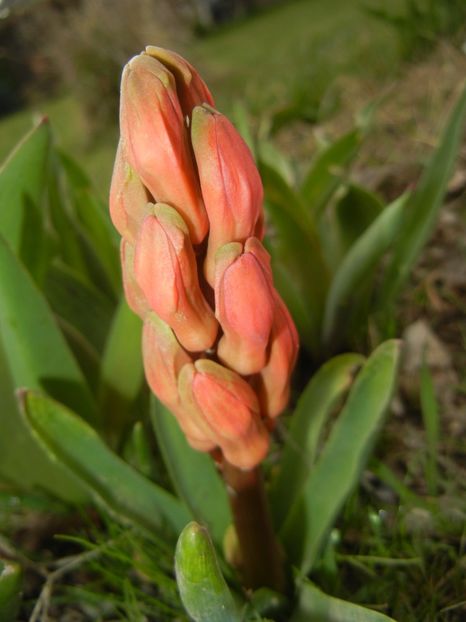 Hyacinth Amsterdam (2018, March 31) - Hyacinth Amsterdam