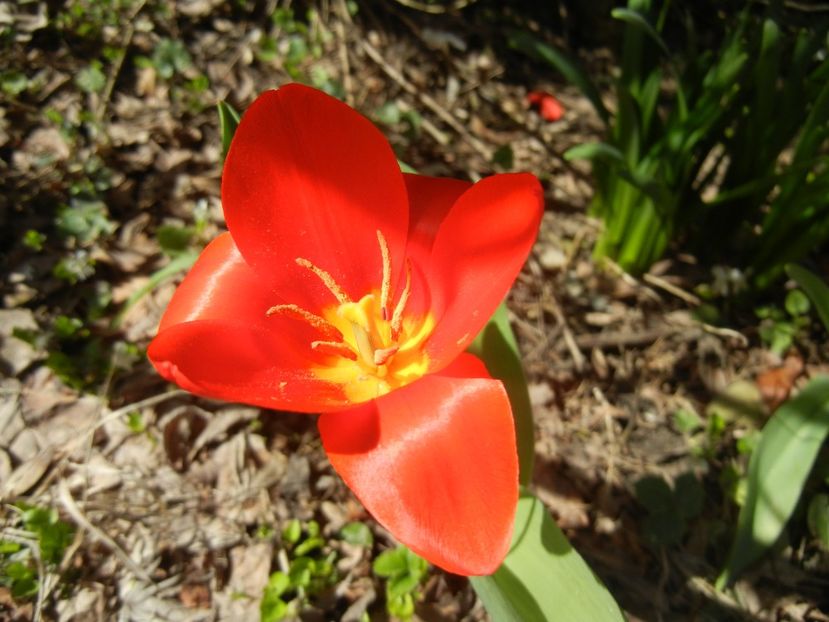 Tulipa Showwinner (2018, April 04) - Tulipa Showwinner