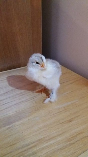  - Pui brahma silver orange