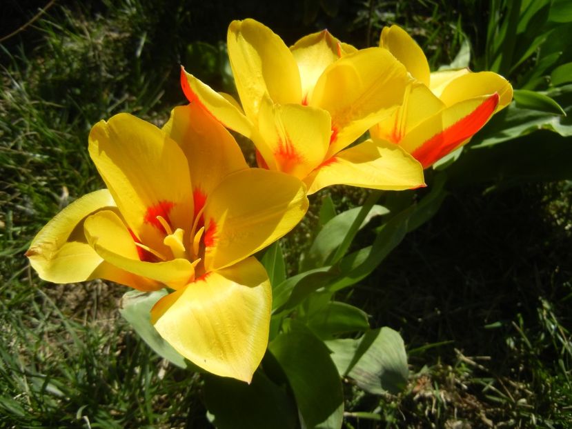 Tulipa Stresa (2018, April 04) - Tulipa Stresa