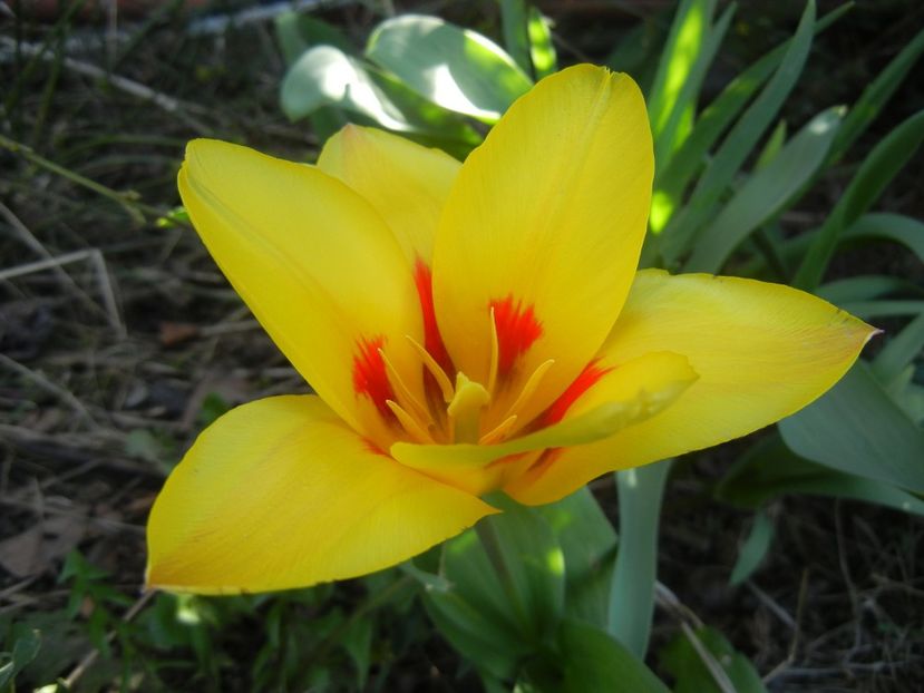 Tulipa Stresa (2018, April 04) - Tulipa Stresa