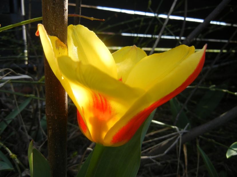 Tulipa Stresa (2018, April 04) - Tulipa Stresa