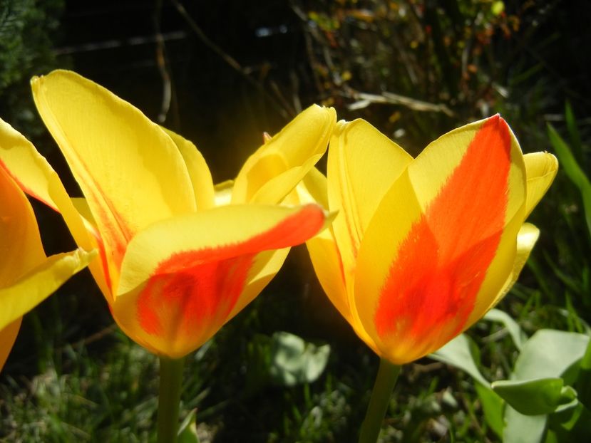 Tulipa Stresa (2018, April 04) - Tulipa Stresa