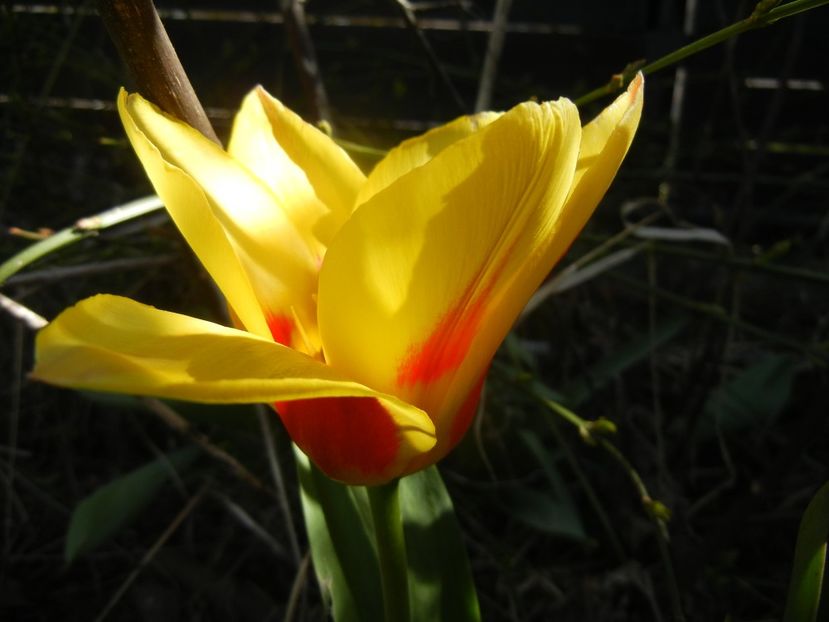 Tulipa Stresa (2018, April 04) - Tulipa Stresa