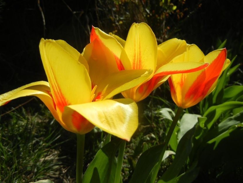Tulipa Stresa (2018, April 04) - Tulipa Stresa