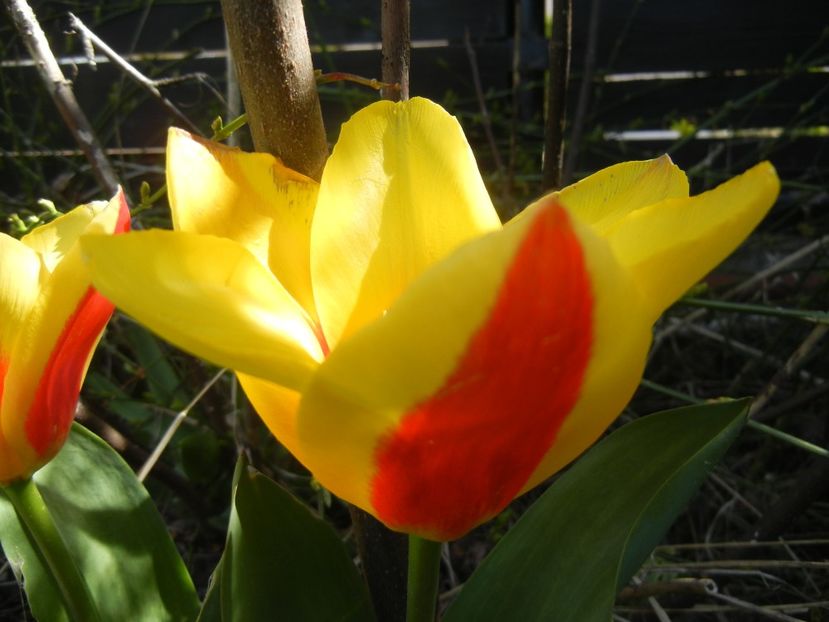 Tulipa Stresa (2018, April 04) - Tulipa Stresa