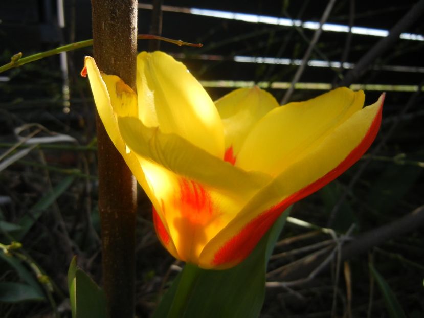 Tulipa Stresa (2018, April 04) - Tulipa Stresa