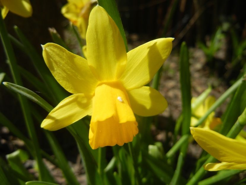 Narcissus Tete-a-Tete (2018, April 04) - Narcissus Tete-a-Tete