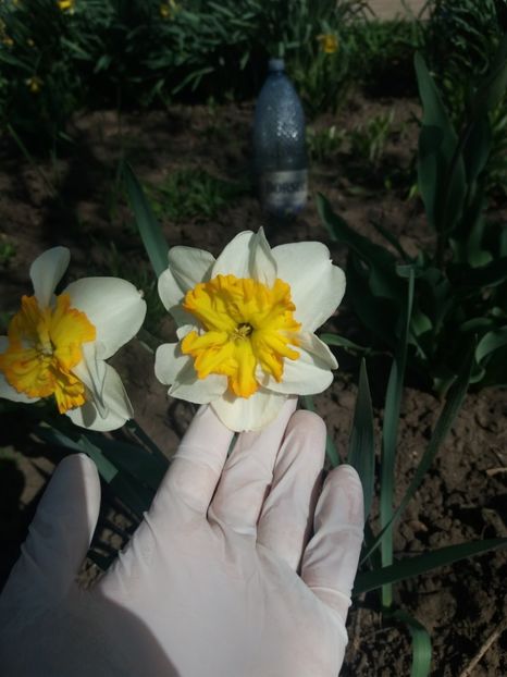 parisienne - Achizitii toamna 2017