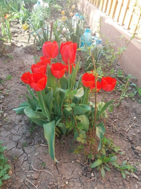  - Gradina 2- 2018
