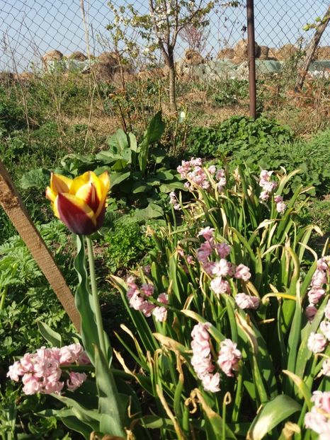  - Gradina 2- 2018