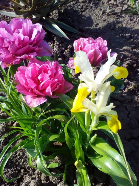  - curtea cu toate cele 2018