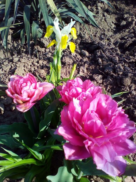  - curtea cu toate cele 2018