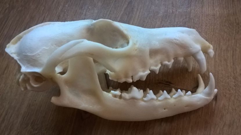 Craniu de vulpe_1 - CRANII _ BIZARE ART