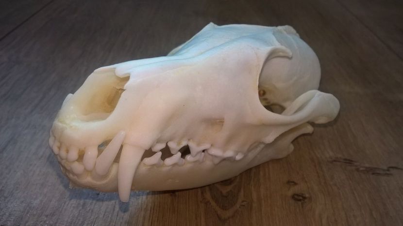 Craniu de vulpe_2 - CRANII _ BIZARE ART